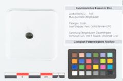 Foto (Objekt + Etikett) von Musa punctata Ettingshausen (NHMW-GEO-2024-0188-9072)